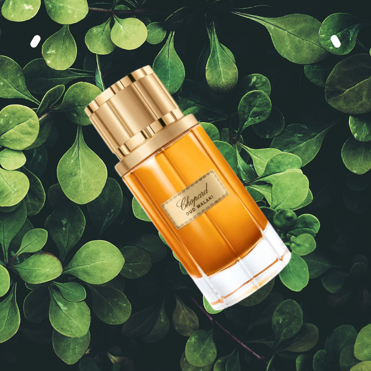 Chopard - Oud Malaki - Eau de Parfum for Men